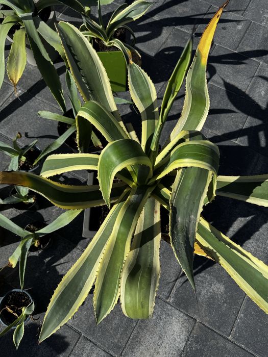 Вуличний вазон , агава блакитна