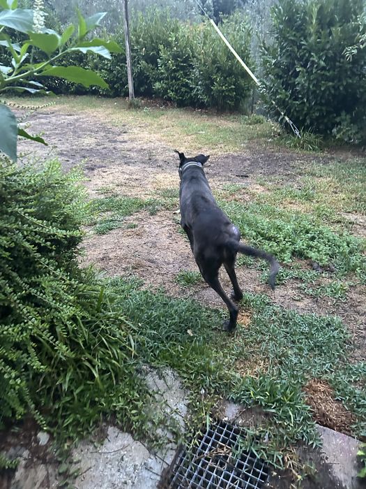 Dog alemao para dar