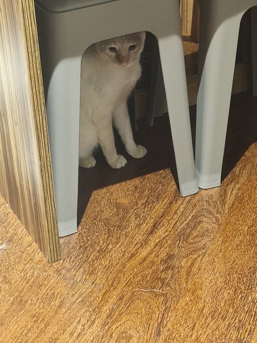 Gatinho 1 ano adoção responsável