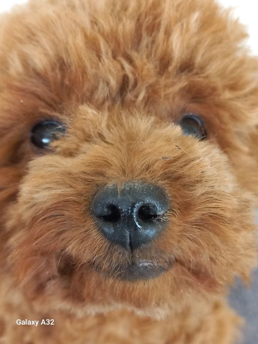 Той пудель..кобель на вязку документы ксу.рост 25см