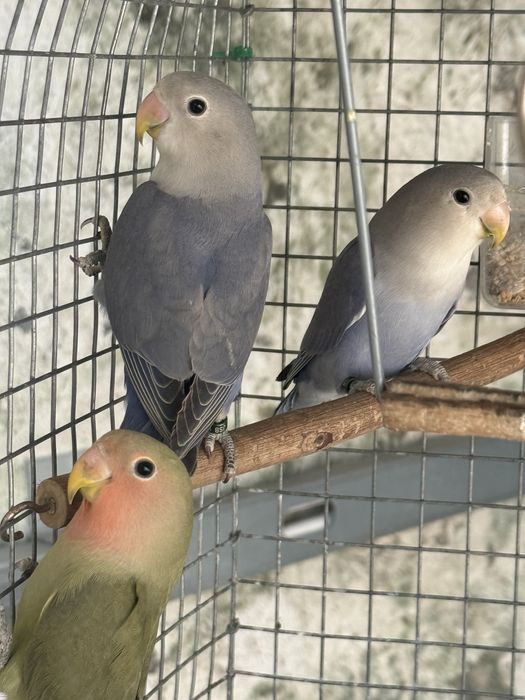 5 Agapornis linhagem long