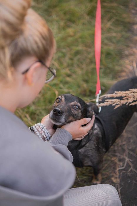 Szukamy stałego i kochającego domu dla Rico