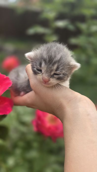 кошеня шукає дім