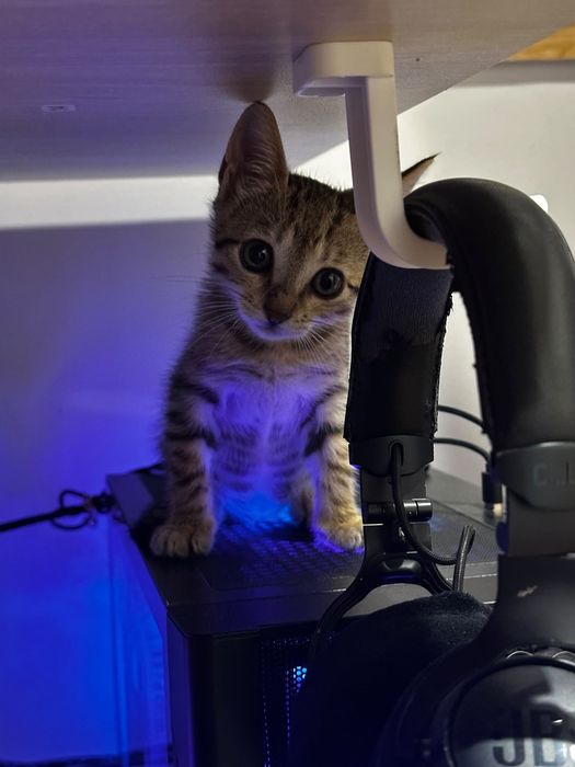 Gatinha para adoção