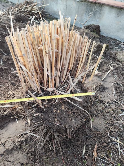 Miskant olbrzymi - karpy