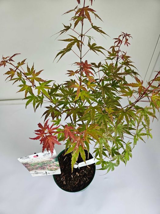 Klon palmowy 'Phoenix' (Acer palmatum 'Phoenix')
