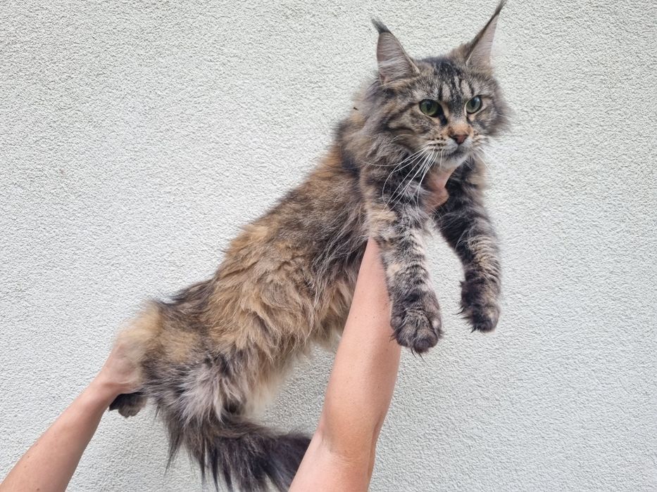 Maine Coon kotka do hodowli