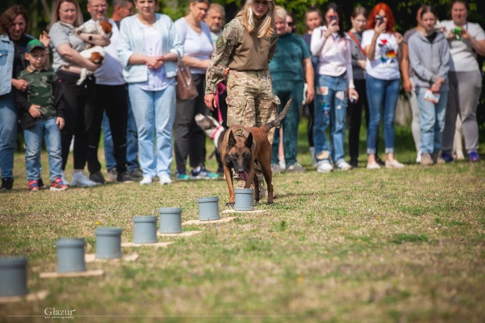 Дресирування собак Кропивницький