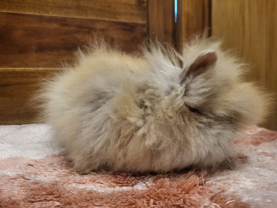 Króliki Karzełki Teddy