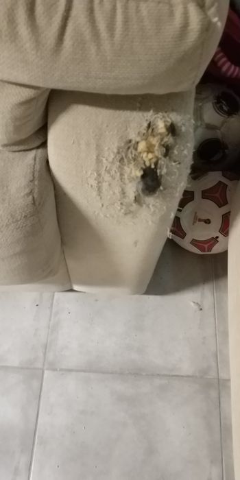 Sofá de três lugares com cama e sofá de dois lugares DOU O