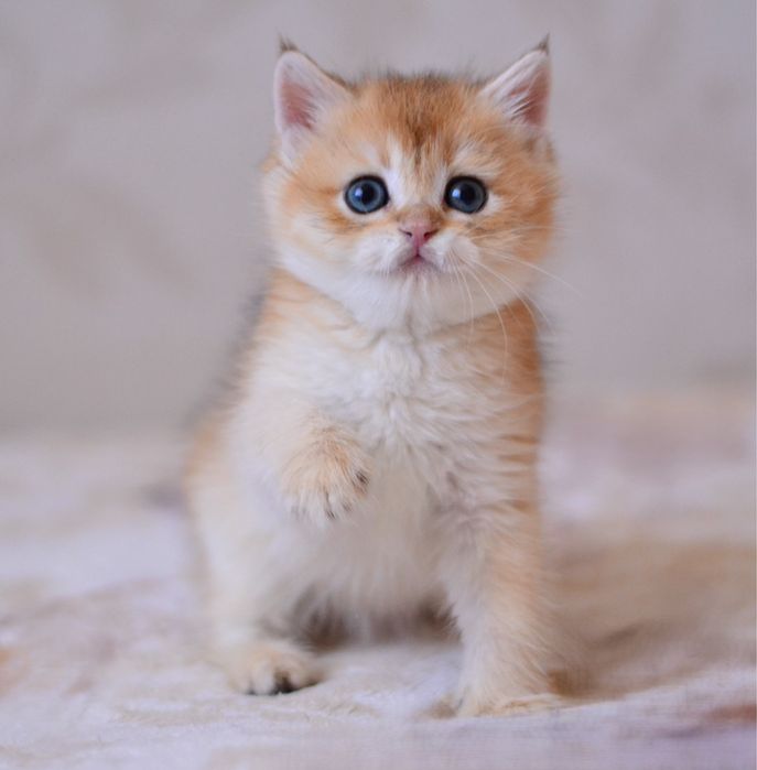 Золотий хлопчик британець