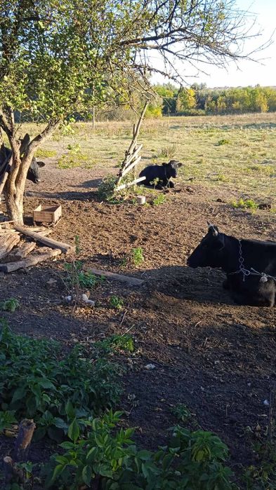 Продам 2  молодих корови,тільну та не тільну.