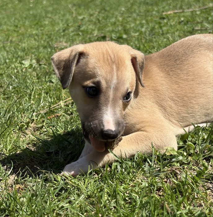whippet piesek hodowla Duovarius FCI
