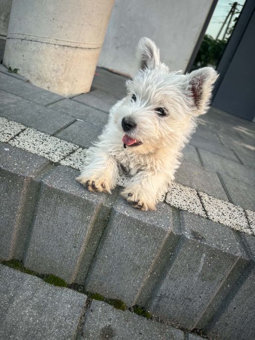 West highland white terrier