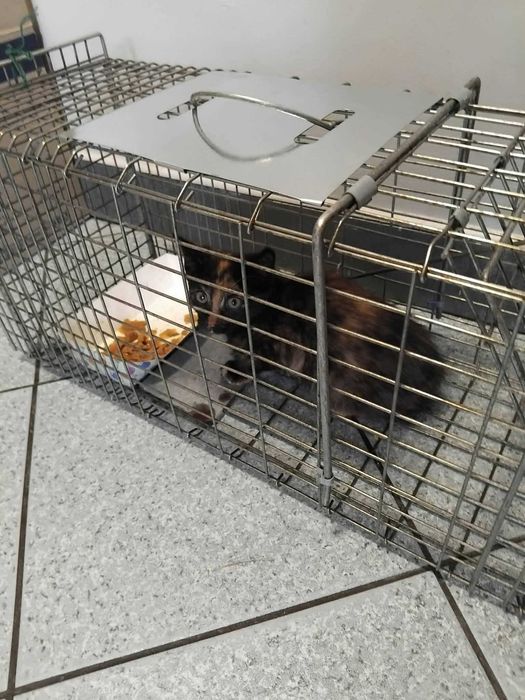 Piękne kotki szyklretki szukają domku