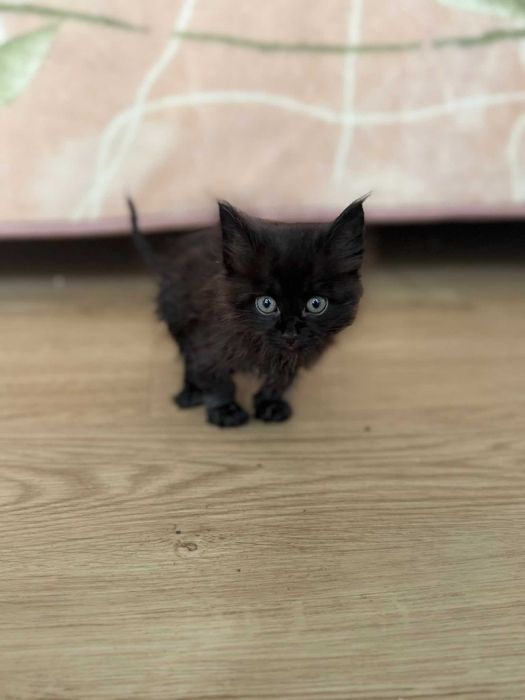 Gato bebé macho para adoção responsável