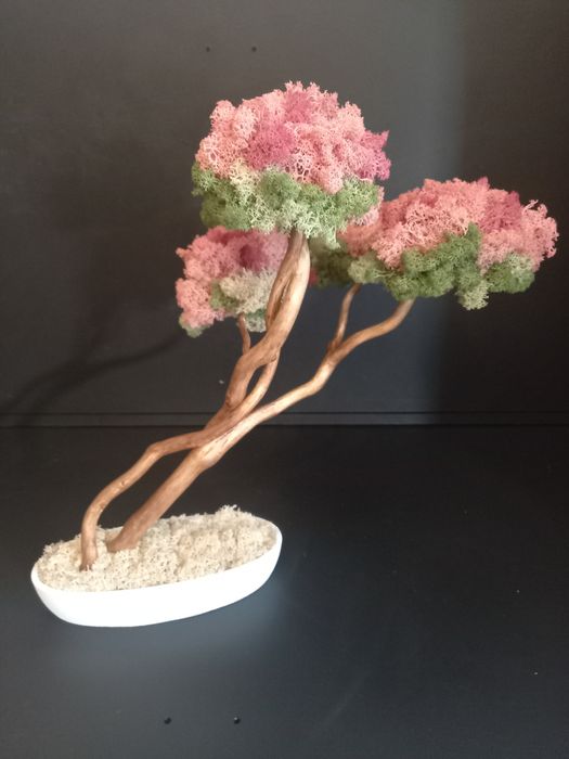 Drzewko bonsai kwitnące. Mech Chrobotek. Dekoracje wnętrz. Prezent.