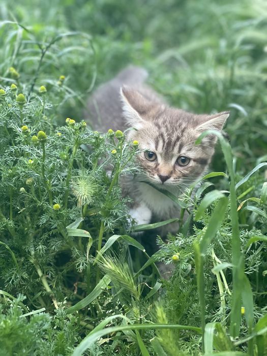 Киця, кішка, кішечка, кошка, котеня