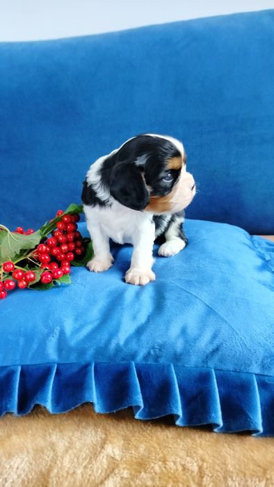 Przepiękny piesek tricolor Cavalier King Charles Spaniel  Czarlie