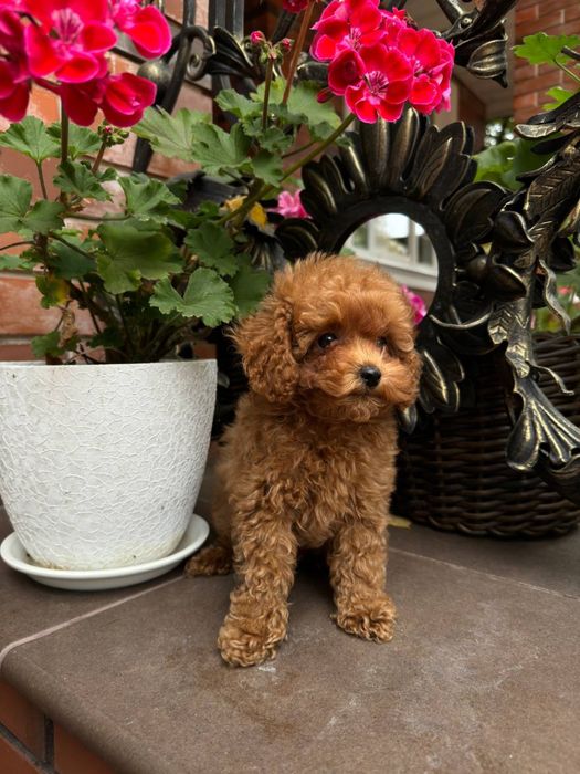 Мальтиау мені F1 -F2