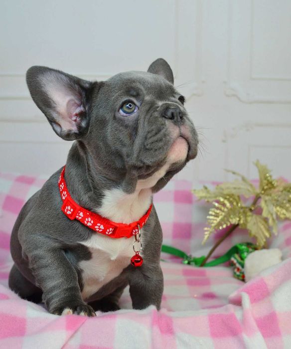 Казкові малюки у пошуках люблячих родин!