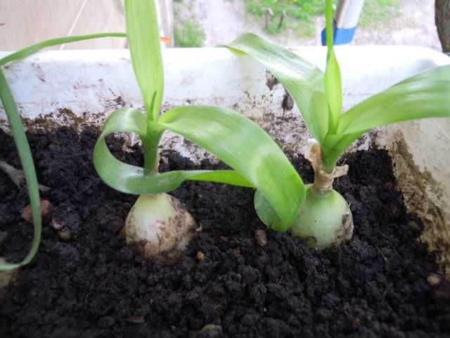 индийский лук -2 и золотой ус Лечебный