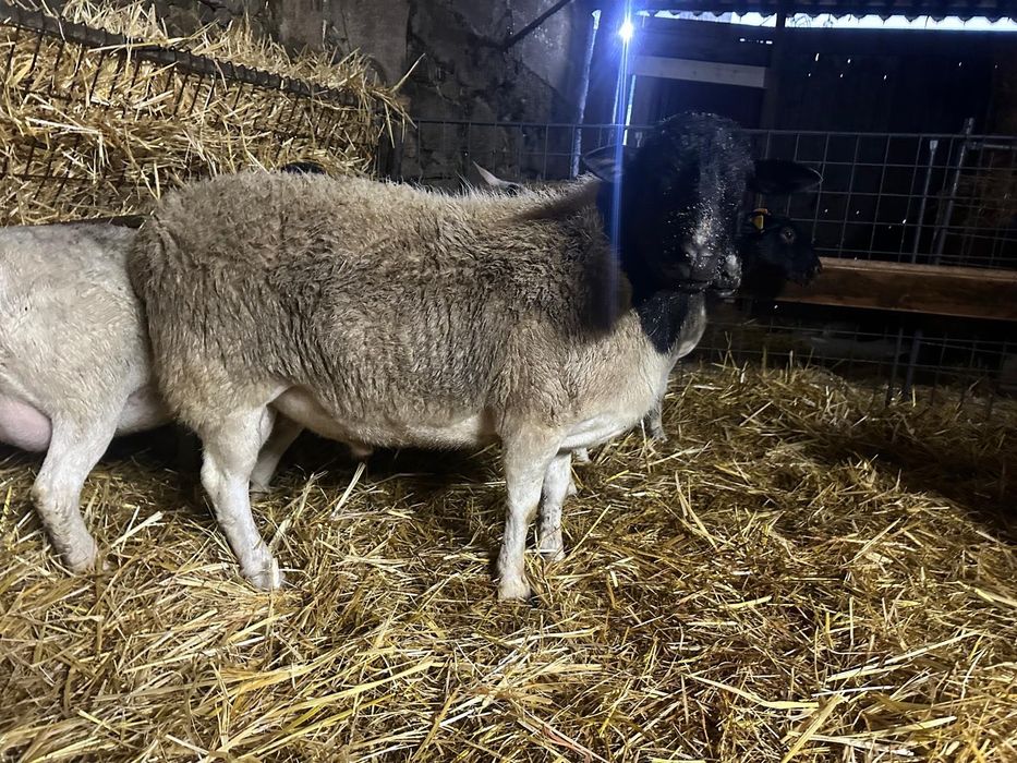 Carneiro Dorper puro com 14 meses