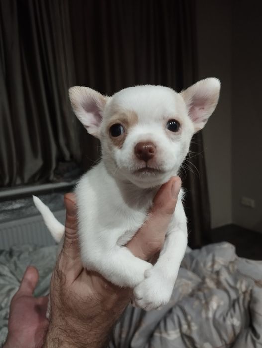 Цуценята чіхуахуа