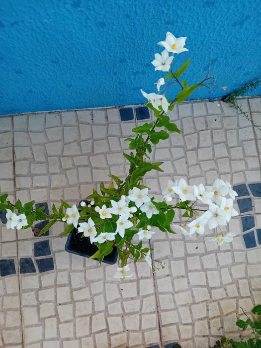 Trepadeira Solanum Jasminoides erva moura