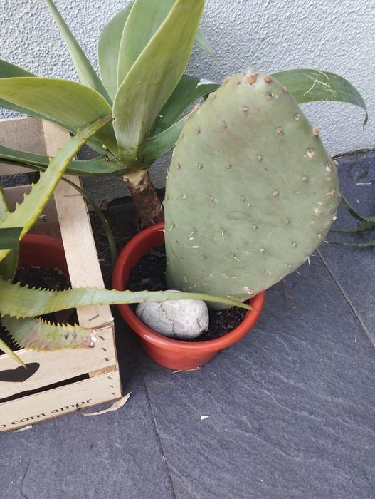 Cabaz de suculentas para Natal