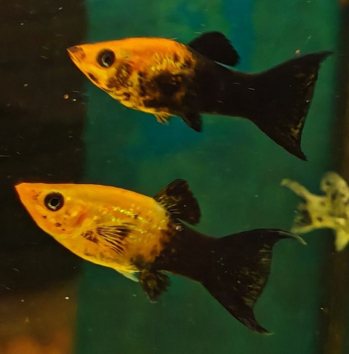 Molinezja żółto-czarna Aquafizz Creative