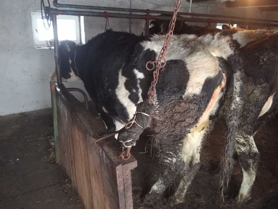 Jałówki cielne na sprzedaż