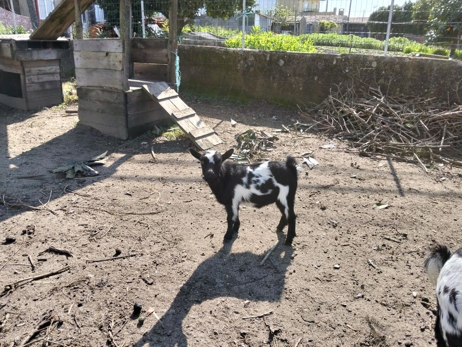 Cabritas anãs para venda