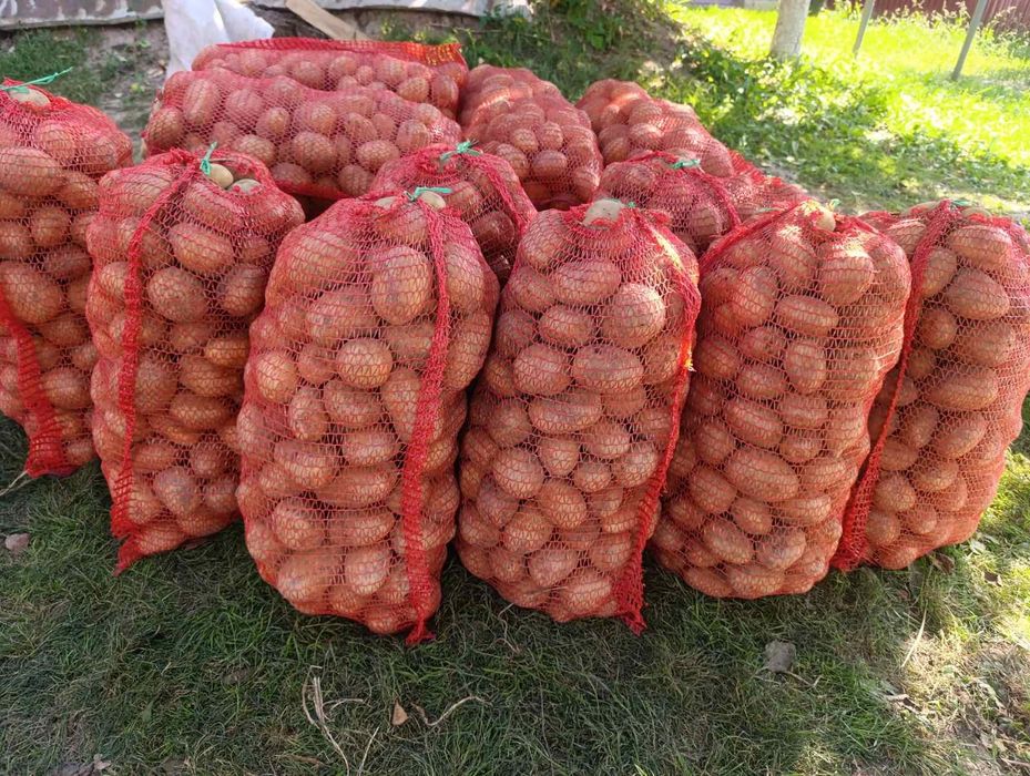 Продам картоплю, зі свого городу , картопля жовта, без хімії  і добавок.