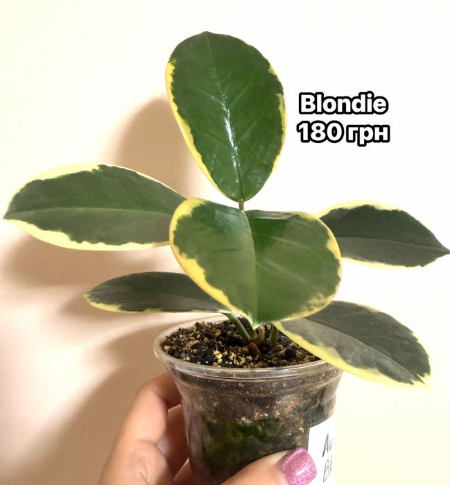 Хойи Blondie Dolichosparte Obovata, sunrise