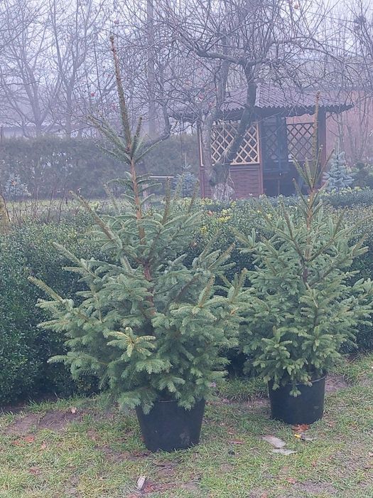 Ялинки різних розмірів