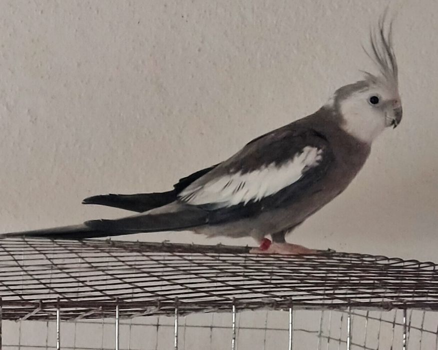 Caturras malhadas arlequim e face-branca