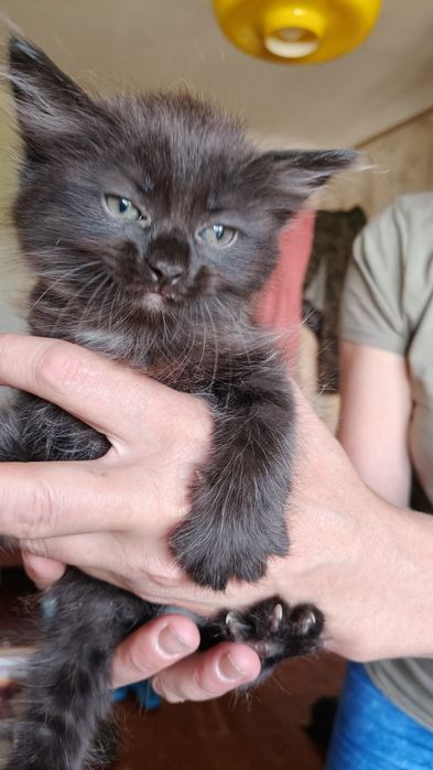 Отдам котят в добрые руки