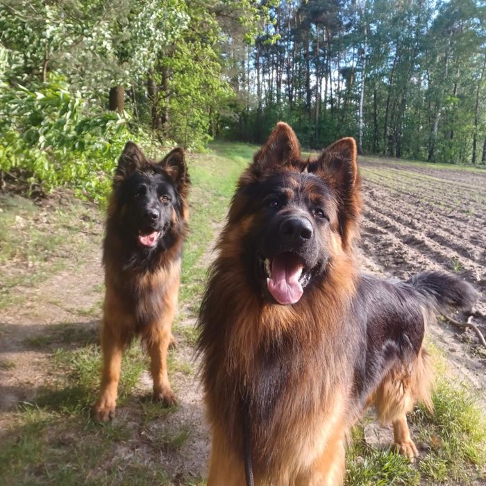 Owczarek niemiecka długowłosy czarny podpalany