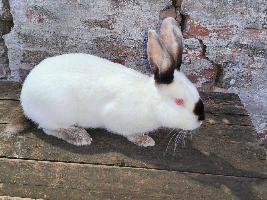 Кролик самець 6 місяців