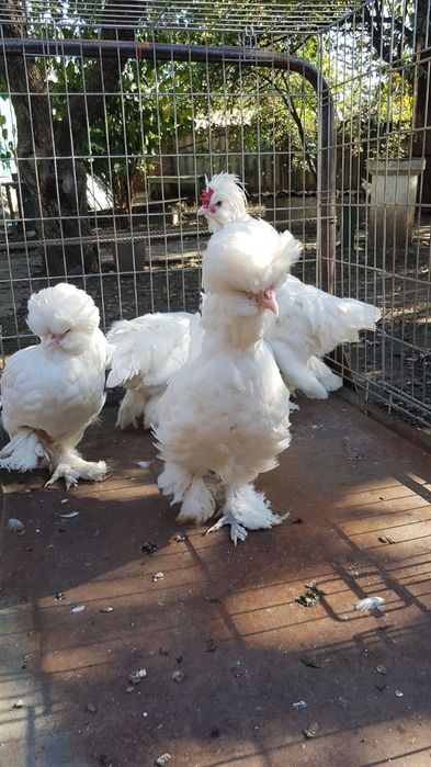 Кури породи Султанка.