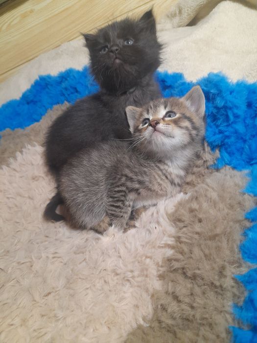 Віддам кошенят в добрі руки..