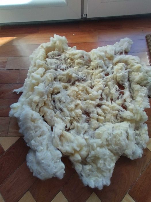 Velo de Ovelha em rama