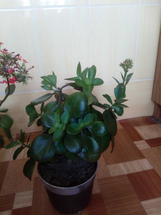 Продам каланхое. Червоні квіти