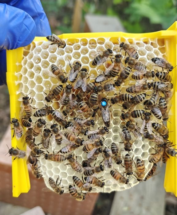 Matki pszczele nieunasiennione buckfast Sahariensis anatolica elgon