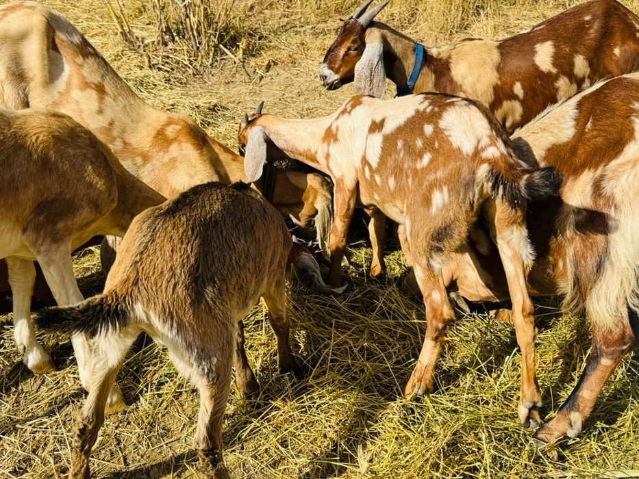 Cabras fêmeas da raça anglo-nubiana