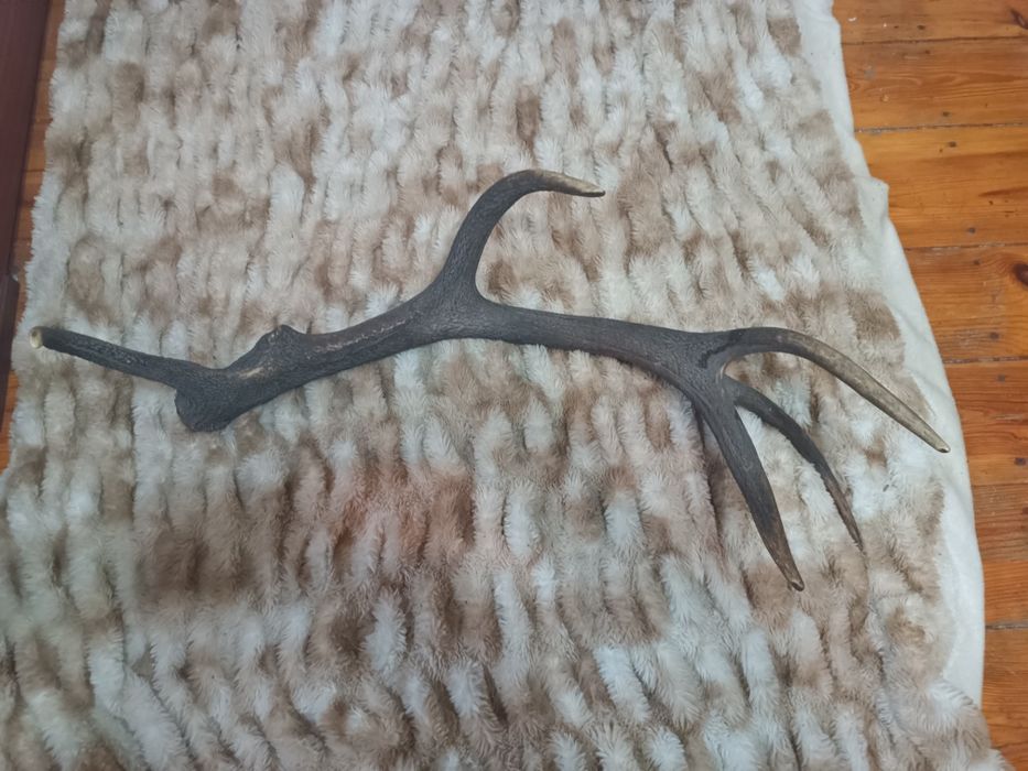 Róg jelenia naturalny