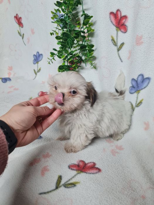 Excelente menino Shitzu/ Shih-Tzu de Qualidade