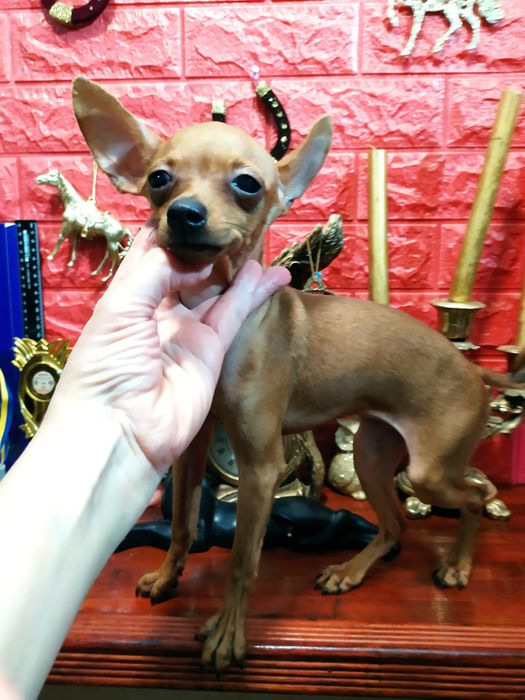 Яркая мини кроха с гарантией экстерьера! Питомник! Док.КСУ,чип,привита