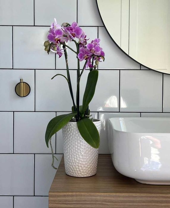 Osłonka Ceramiczna Bubble Orchid Storczyk Biała 13cm d12 Polnix